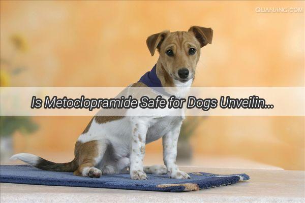 Is Metoclopramide Safe for Dogs Unveiling the Truth About Metoclopramide for Your Furry Friend